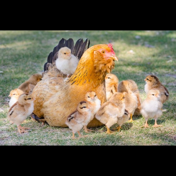 Meet your Posher, Kristina - Picture 2 of 2